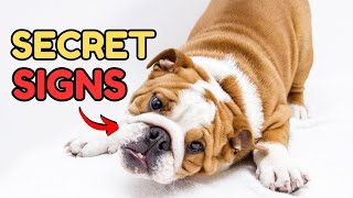 5 Secret Signs Your Dog Loves You But You Don't know by Dog Talks 216 views 4 weeks ago 4 minutes, 20 seconds