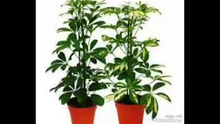 نبات الشفليرا، العناية الري و الضوء و التسميد طرق اكثارها Schefflera plant