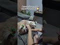#pets #4patas #animais #amor #fiel #cao #shitsu #filhotinhos #filhotesfofinhos #amor #filhos #pet