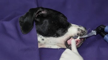 Anesthésie locorégionale du nerf mentonnier chez le chien - Mental Nerve Block