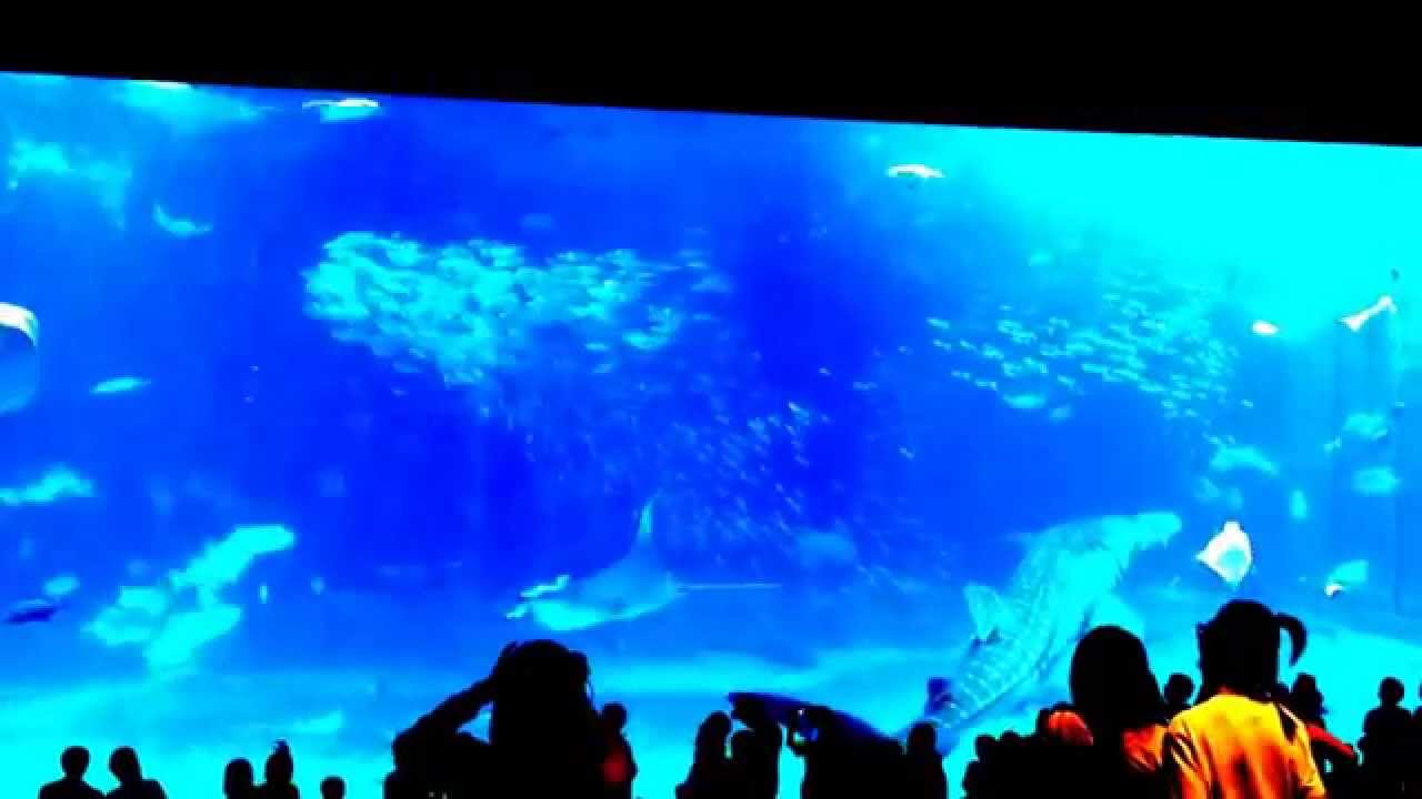 ジンベイザメの貴重な産卵シーン 沖縄美ら海水族館 Youtube