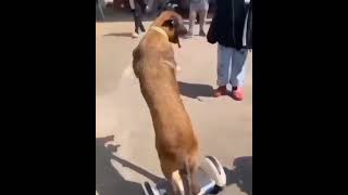 DOG RIDING A SEGWAY | VINE 8