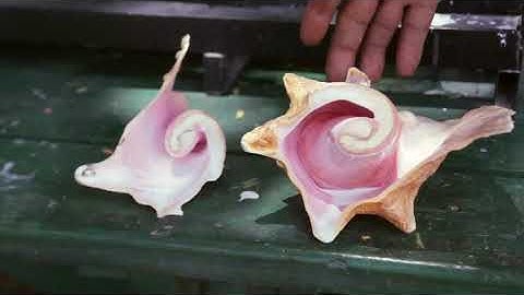 Conch Shell Blowing at Estate Whim Museum