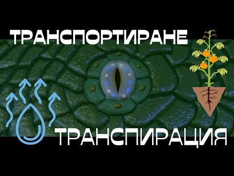 Видео: По време на транспирация водата се губи от растението под формата на?