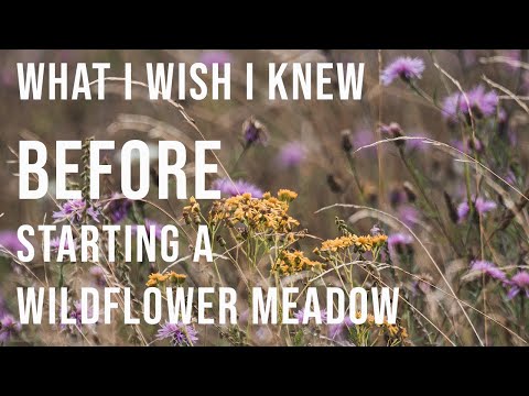 I wish I knew this BEFORE starting a wildflower meadow (part 2 of 4)