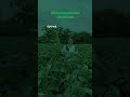 SALTA 📍 Recorremos lotes de soja (ciclo 6) con tratamiento biológico KOPPERT 💚
