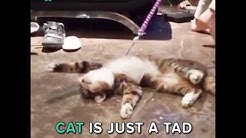 ded cat