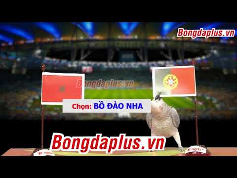 (World Cup 20) - Tiên tri Vẹt Natasha dự đoán kết quả trận Bồ Đào Nha - Ma Rốc (19h - 20/6/20)