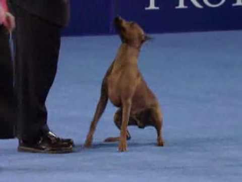 Video: Rasa De Câine Pinscher Germană Hipoalergenică, Sănătate și Durată De Viață