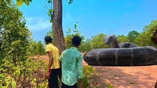 Anaconda attack in Real Life |Raj animation#anaconda #snacks #anacondasnake #python #animals #video