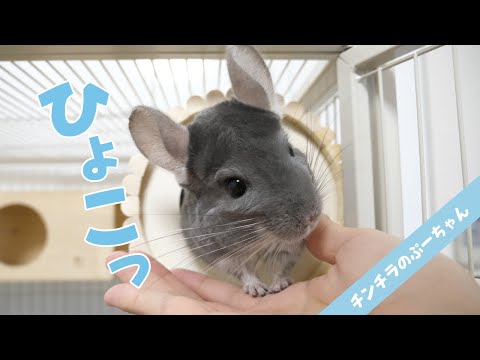 2周年記念】過去一番のお気に入り！お迎えして2年目のプレゼント