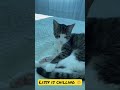 #lissy #shorts #funnycats #shortvideo #cat #lustigekatzen #lustigekatzenvideos #funnycatsvideos