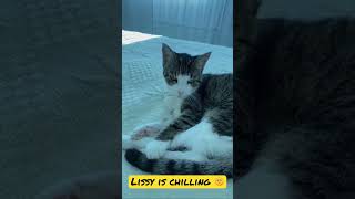 #lissy #shorts #funnycats #shortvideo #cat #lustigekatzen #lustigekatzenvideos #funnycatsvideos