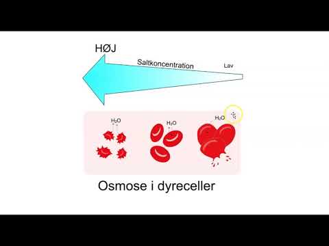 Video: Forskellen Mellem Diffusion Og Osmose