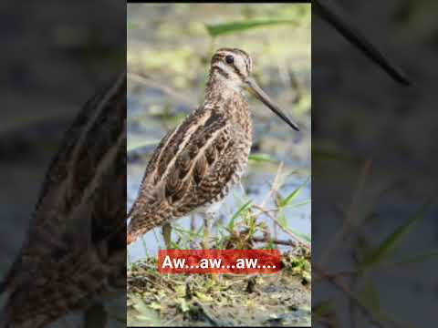 suara pikat burung  mandar batu dan  burcet ( pelung )!!! sangat jitu