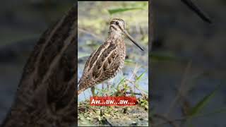 Download Lagu Burung Berkik..aw..aw. MP3 Download Lagu Burung Berkik..aw..aw. MP3