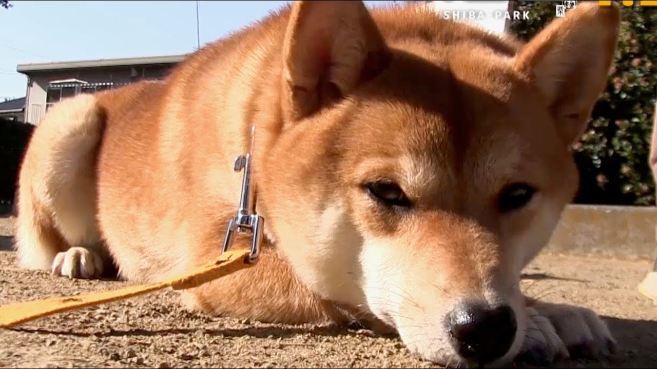 散歩 食べる 寝る とにかく可愛い柴犬たちの姿 ドラマ版 柴公園 特別映像 Youtube