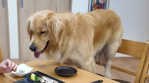 予告【切り抜き】初物！新サンマを食べたらいい顔になった