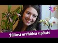 Júliusi orchidea update | Miltassia Shelob Tolkien virágzás, lepkeorchidea keiki és a többiek