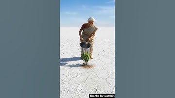 Grandmother planted a custard Mango tree and saved it from drying up by watering it #ai​#tree​#save​
