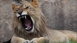 Lion's at the San Diego Zoo Safari Park decided to give a speech!