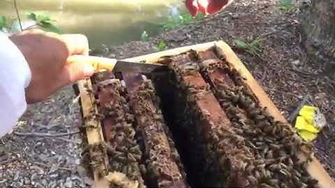 Ong Giống và Thùng kế 5 cầu 2 tầng tiêu chuẩn về là nuôi được ngay - Ong Xanh Beekeeping