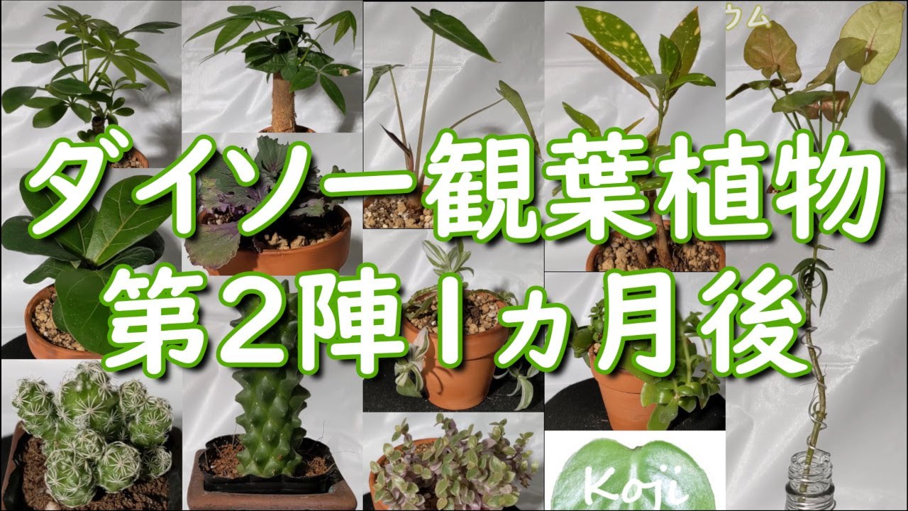 ダイソー観葉植物 第2陣1ヵ月の成長記録 Youtube
