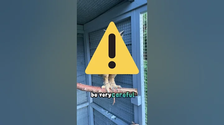 Beware! This is the most dangerous owl in the world! 😱🦉 #shorts #youtubeshorts #youtube #shortsusa