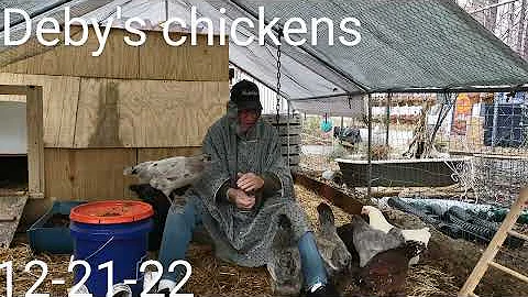 Deby's chickens