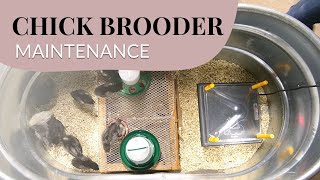 Easy Ways to Improve your Chick Brooder Setup