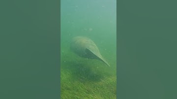 What are algae blooms?