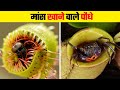 आपने भी नहीं देखा होगा ऐसा मांसाहारी पौधा Most Dangerous Carnivorous Plants in the World