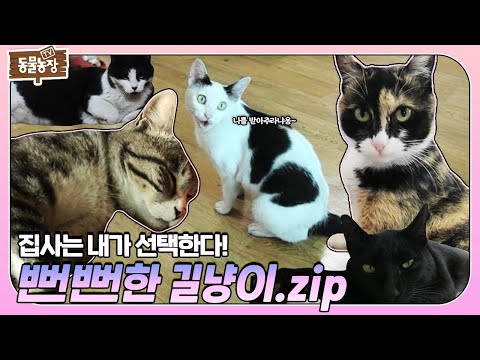 너.. 오늘부터 내 집사가 돼라! ‘뻔뻔한 길고양이’들의 강제 집사 간택 모음집.zip I TV동물농장 (Animal Farm) | SBS Story