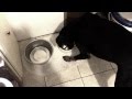 How to Eliminate Food Aggression in Adult Dogs How to Eliminate Food Aggression in Adult Dogs