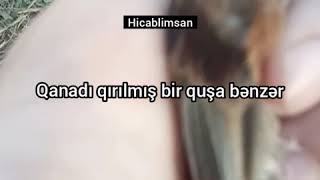 Hicablimsan Videoları Şəxsi Video Və Şerim