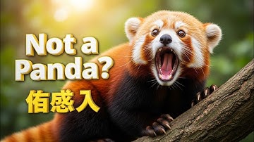 “Not a Panda? The Truth About Red Pandas 🐾”