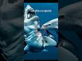 Why are sharks afraid of dolphins?😱🦈 #facts #viralvideo #shortsfeed