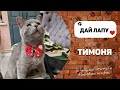 про Тимоню