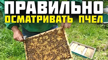 Пчеловодство для начинающих осмотр пчелиных семей на пасеке. Осмотр пчел пчеловодом