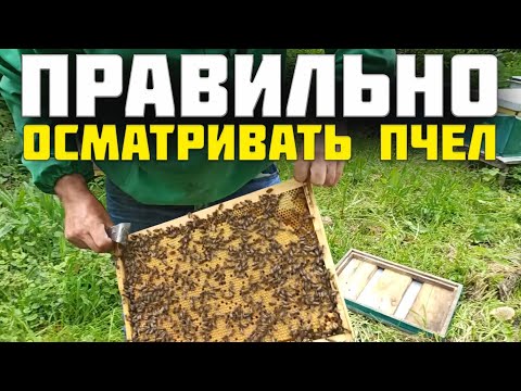 Видео: Как ориентировать пчел?