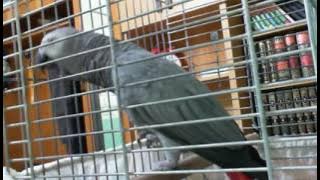 Burung zikir