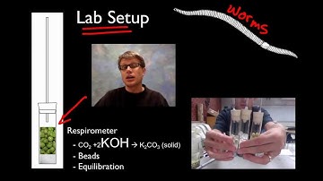 AP Biology Lab 5: Cellular Respiration