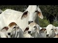 Brahman Beef Cattle | Heat Tolerant Survivors