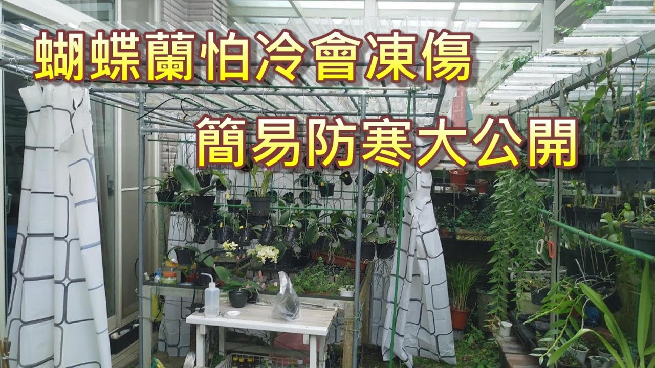 【犀利小農莊12】orchid蝴蝶蘭容易凍傷，愛就是幫它擋擋風 simple greenhouse