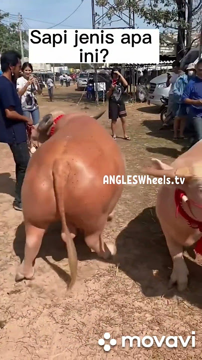 Sapi kloning Babi