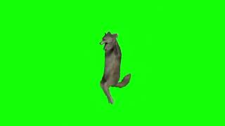 🐺🕺 Волк танцует Ихвильнихт 10 часов #ихвильнихт #тренды #танецволка #2023 #ichwillnicht #trending