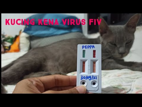 Video: Feline Immunodeficiency Virus (FIV) dalam Kucing