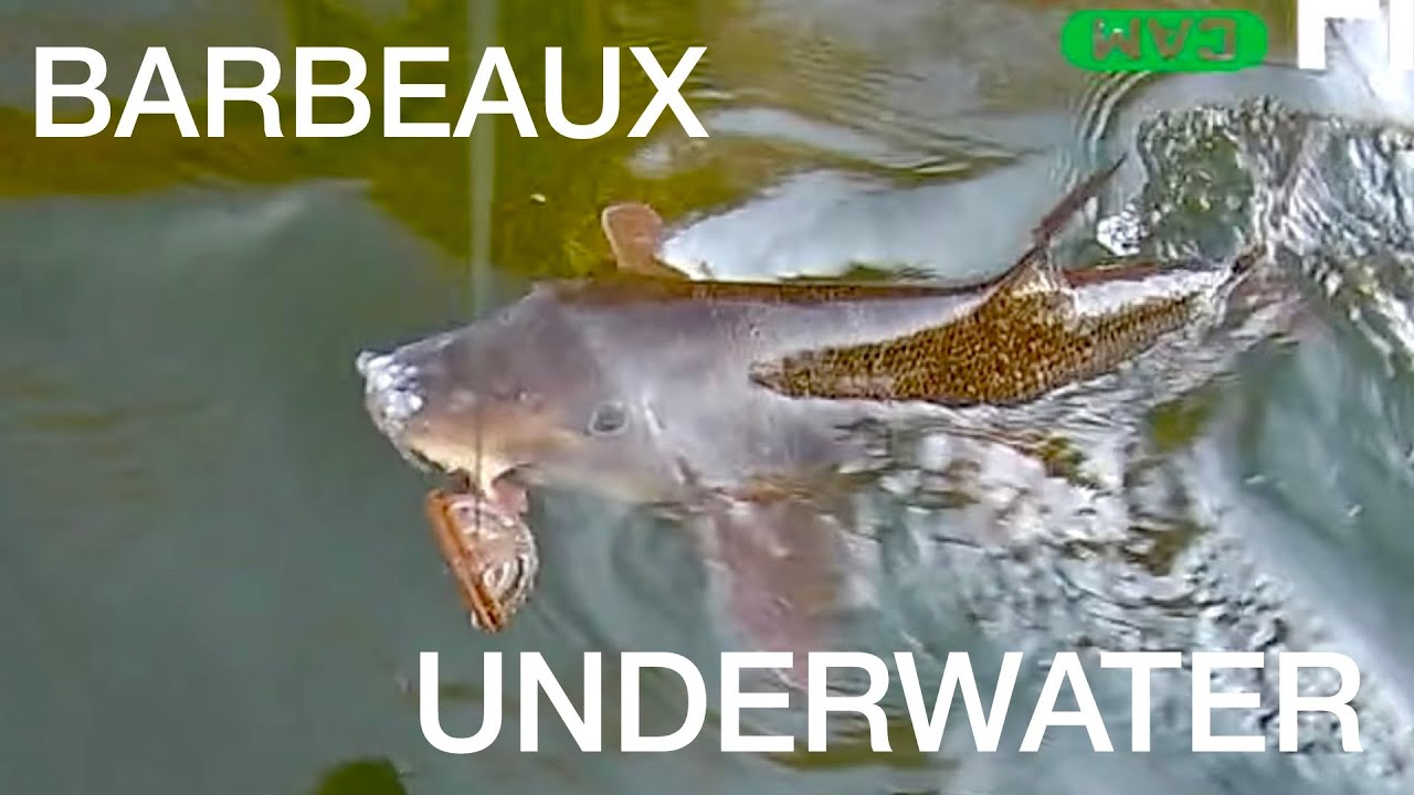 Barbeaux underwater!!! - YouTube