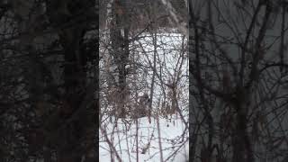 Охота на пешего рябчика по первому снегу #рябчик #охота #якутия #shorts