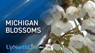 Magnificent May: Northern Michigan blossoms draw tourists and photographers